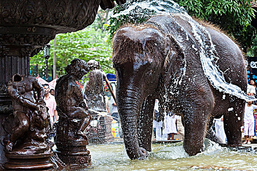 大象,公用,喷泉,节日,康提,斯里兰卡