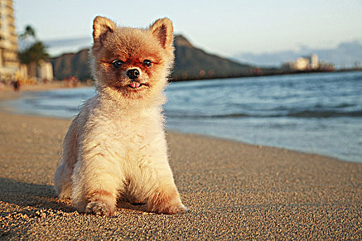 夏威夷,瓦胡岛,怀基基海滩,年轻,博美狗,小狗,白天,海滩,钻石海岬
