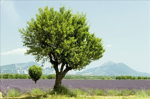 法国,普罗旺斯,上普罗旺斯,树,薰衣草种植区