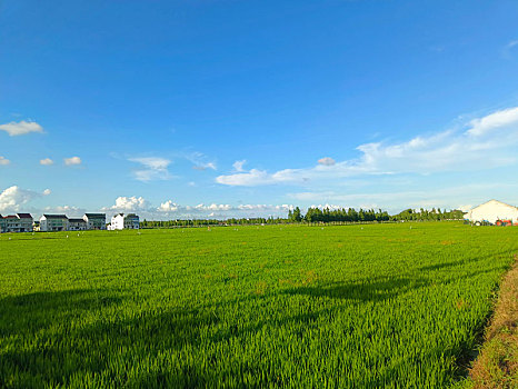 田野,田园风光