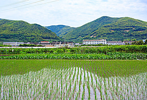 山村,田园,稻田,禾苗