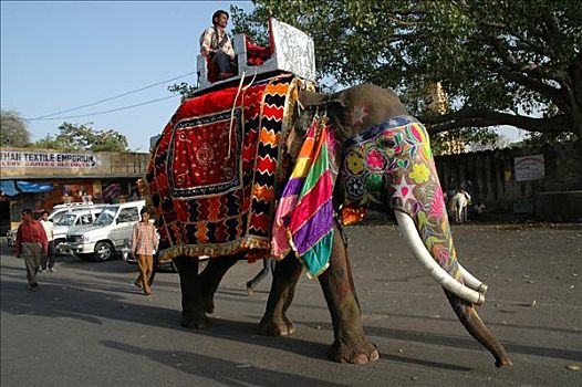装饰,大象,节日,斋浦尔,拉贾斯坦邦,印度,亚洲