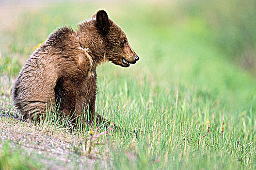 棕熊,幼兽,坐,落基山脉,不列颠哥伦比亚省,加拿大