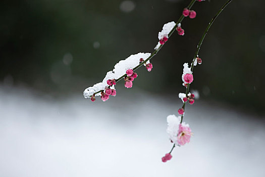 大雪中红梅花开