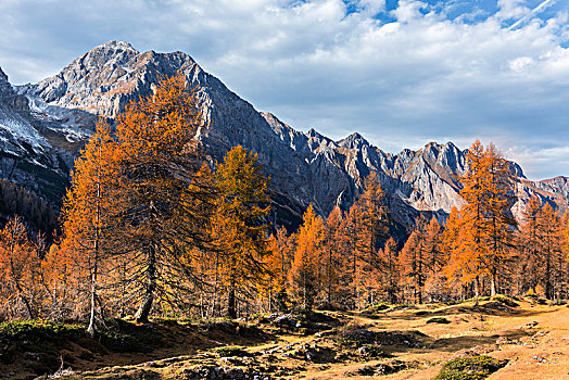 阿尔卑斯山,秋天,意大利,特兰迪诺,地区,山谷