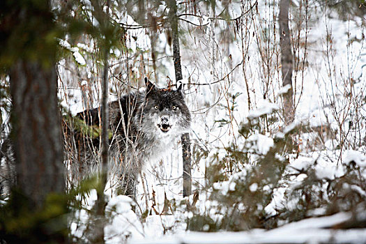 狼,树林,冬天,金色,不列颠哥伦比亚省,加拿大