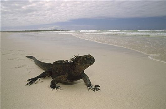 海鬣蜥,海滩,脆弱,加拉帕戈斯,国家公园,圣克鲁斯岛,加拉帕戈斯群岛