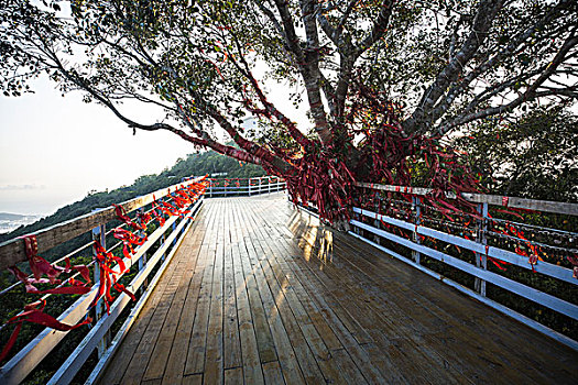 中国传统许愿树