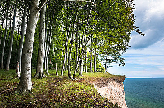 白垩断崖,山毛榉,小树林,波罗的海,雅斯蒙德国家公园,梅克伦堡州,德国,欧洲