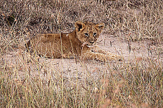 肯尼亚非洲大草原狮子-独只幼狮