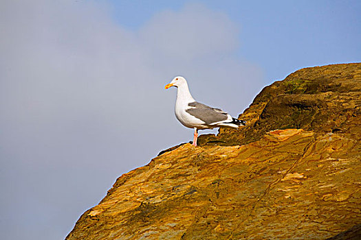 海鸥,栖息,岩石上