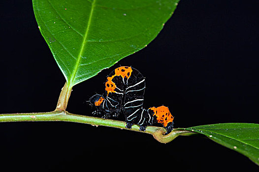 尺蛾科,蛾子,幼体,国家公园,亚马逊雨林,厄瓜多尔,南美