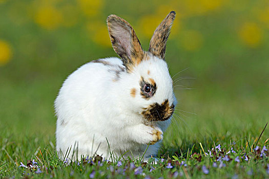幼仔,兔子,坐,花,草地,巴伐利亚,德国