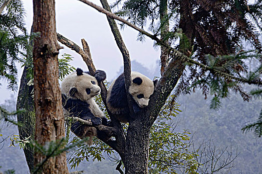 两个,熊猫,大熊猫,攀登,树上,四川,中国,亚洲