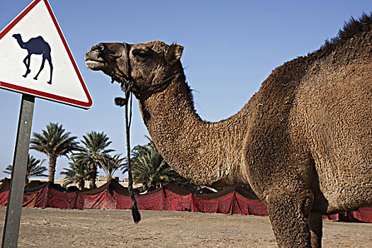 非洲,北非,摩洛哥,撒哈拉沙漠,梅如卡,却比沙丘,骆驼,看,路标