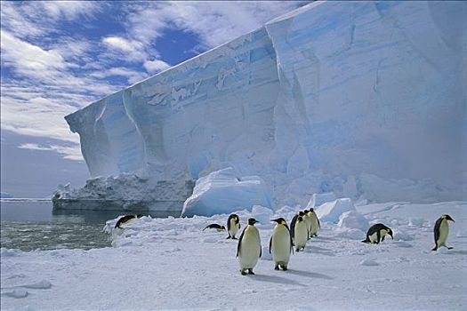 帝企鹅,群,通勤,海冰,生物群,冰架,威德尔海,南极