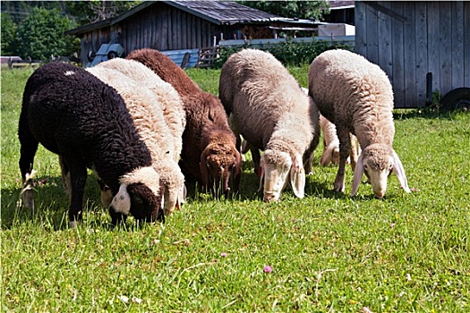 绵羊,放牧,草地,巴伐利亚