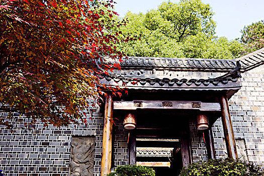 湖南長沙南郊公園紅楓,冬景