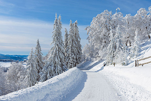 积雪,道路,冬天,黑森林,布赖施高,巴登符腾堡,德国