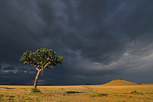乌云,刺槐,树,三角形,马赛马拉国家保护区,肯尼亚,非洲
