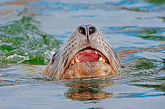 海狮,北海狮,雄性动物,游泳,加利福尼亚,美国