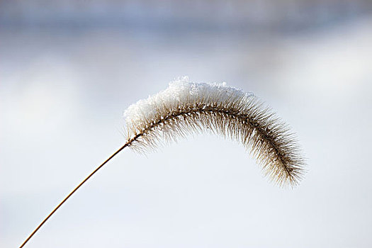 冬季,雪,影