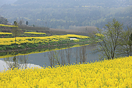 油菜花田