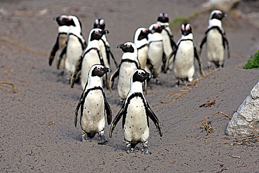 非洲企鹅,黑脚企鹅,群,海滩,湾,南非,非洲