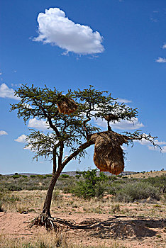 鸟窝,交际,树,山,区域,纳米比亚,非洲