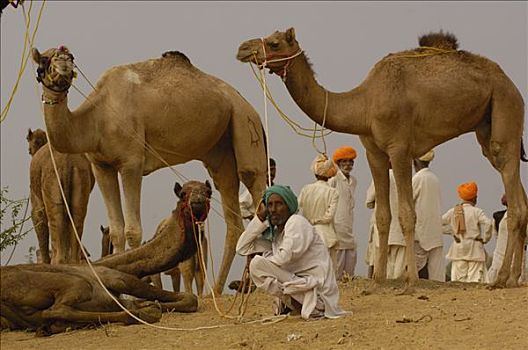 单峰骆驼,普什卡,骆驼,牲畜,市集,印度