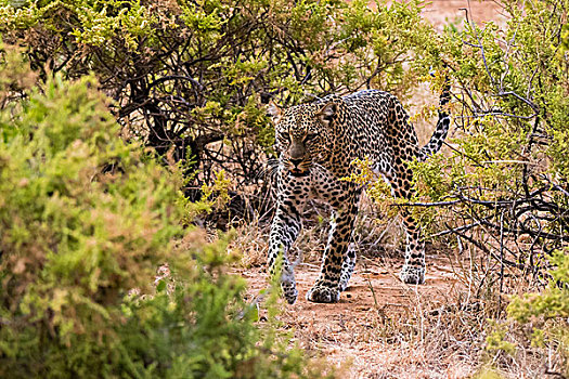 豹,萨布鲁国家公园,肯尼亚,非洲