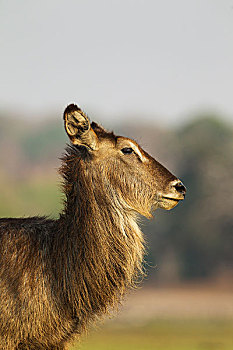 普通,水羚,母牛,特写,乔贝国家公园,博茨瓦纳,非洲