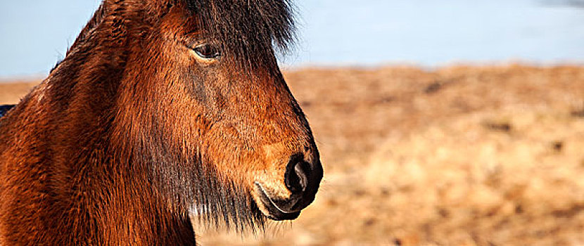 极限,特写,冰岛,褐色,小马