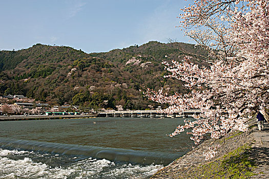 樱花,桥,岚山,京都,日本