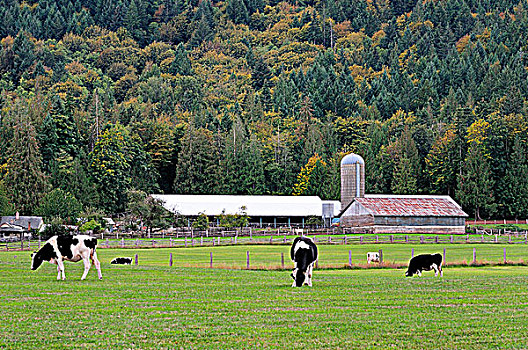 母牛,农场,不列颠哥伦比亚省,加拿大