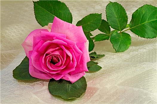 花,鲜明,粉红玫瑰,叶子,背景,白色,丝绸