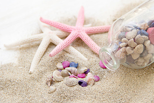 海螺壳,海星,沙滩