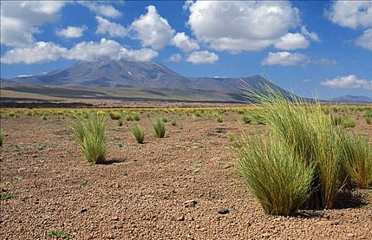 草丛,草,砾石,朴素,阿塔卡马沙漠,智利
