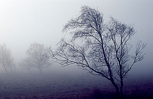 秃树,峰区国家公园,德贝郡,英格兰