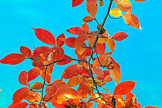 红色,秋叶,正面,蓝天