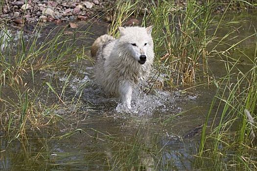 白色,狼,跑,水