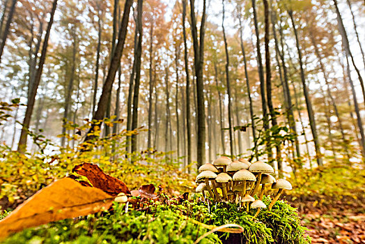 蘑菇,树桩,秋天,山毛榉,树林,雾,巴伐利亚,德国,欧洲