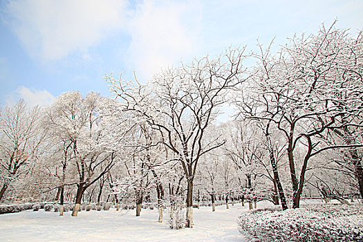 公园,树木,雪