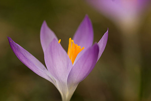 紫色,藏红花