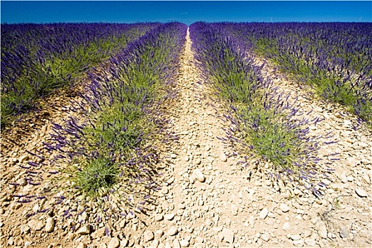 薰衣草种植区,瓦伦索高原,普罗旺斯,法国