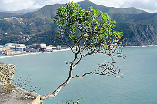 树,海洋