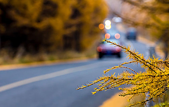 穿过松树林的道路