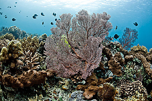 雀鲷,珊瑚礁,巴厘岛,印度尼西亚,亚洲