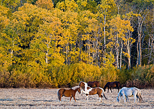 马,放牧,草场,户外,冰川国家公园,蒙大拿