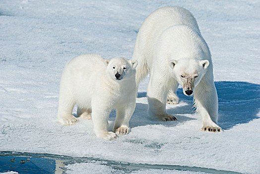 北极熊,幼兽,东北方,格陵兰,海岸,北极